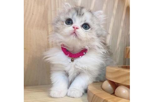 成約済の長野県のミヌエット-33261の10枚目