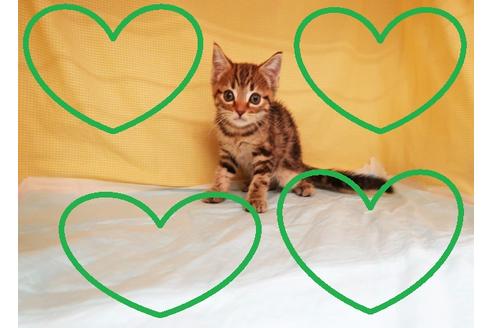 成約済の東京都のアメリカンショートヘア-33332の1枚目