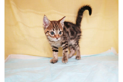 成約済の東京都のアメリカンショートヘア-33332の7枚目