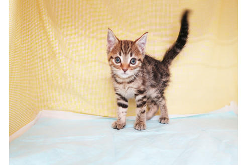 成約済の東京都のアメリカンショートヘア-33332の6枚目