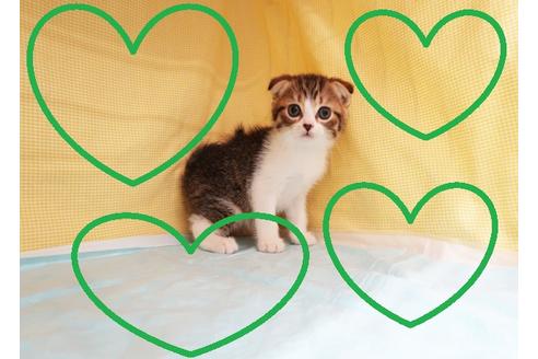 成約済の東京都のスコティッシュフォールド-33333の1枚目