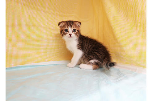 成約済の東京都のスコティッシュフォールド-33333の7枚目