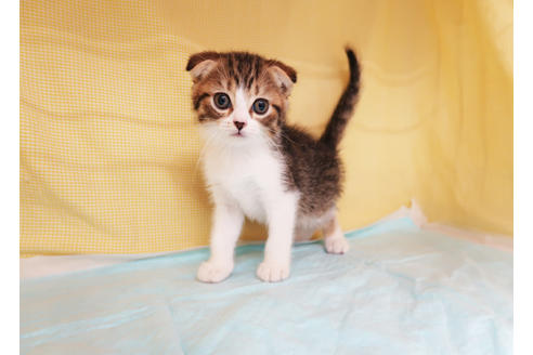 成約済の東京都のスコティッシュフォールド-33333の6枚目