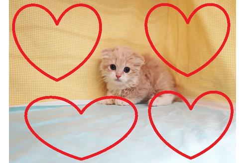 成約済の東京都のスコティッシュフォールド-33334