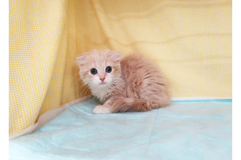 成約済の東京都のスコティッシュフォールド-33334の7枚目