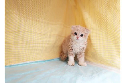 成約済の東京都のスコティッシュフォールド-33334の6枚目