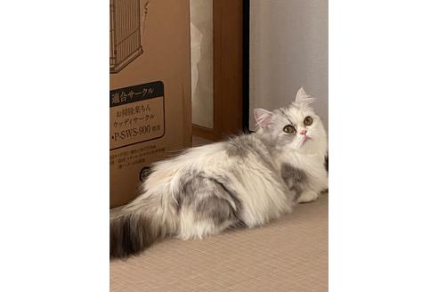 ののミヌエット-