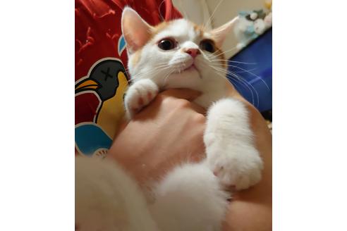 成約済の愛知県のスコティッシュフォールド-31867の1枚目