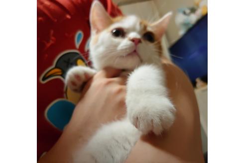 成約済の愛知県のスコティッシュフォールド-31867の2枚目