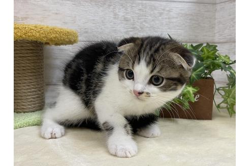 成約済の山梨県のスコティッシュフォールド-29884