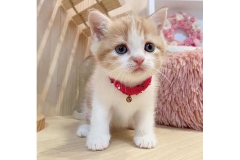 成約済の長野県のマンチカン-33469の2枚目