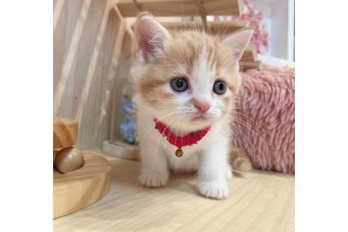 成約済の長野県のマンチカン-33469の3枚目