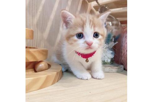 成約済の長野県のマンチカン-33469の5枚目