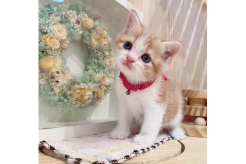 成約済の長野県のマンチカン-33469の1枚目