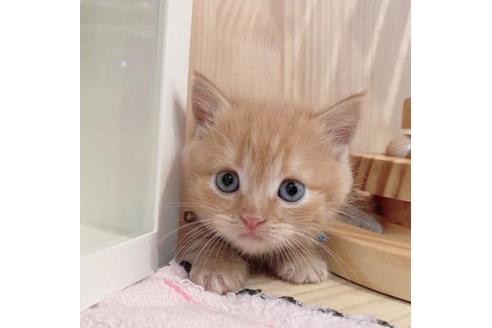 成約済の長野県のマンチカン-33470の1枚目