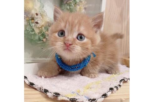 成約済の長野県のマンチカン-33470の2枚目