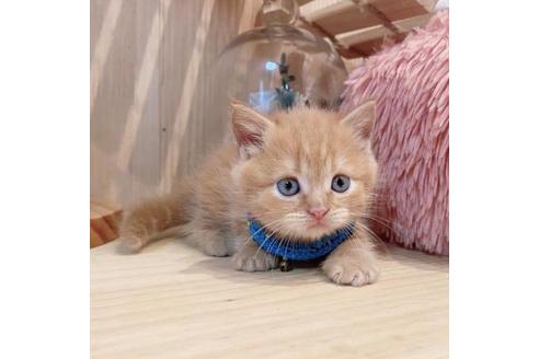 成約済の長野県のマンチカン-33470の4枚目