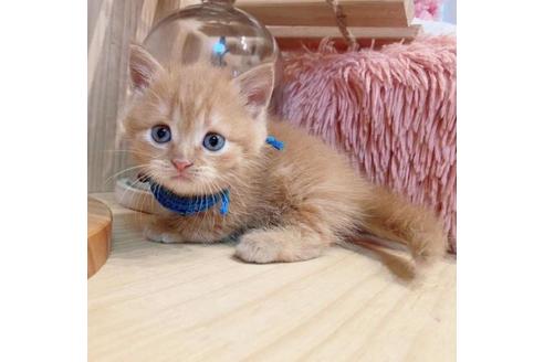 成約済の長野県のマンチカン-33470の3枚目