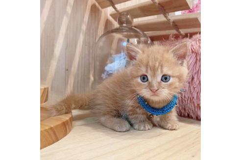 成約済の長野県のマンチカン-33470の5枚目