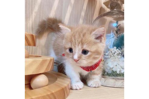 成約済の長野県のマンチカン-33471の2枚目