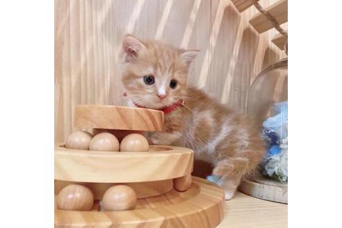 成約済の長野県のマンチカン-33471の3枚目