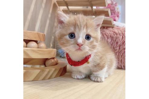 成約済の長野県のマンチカン-33471の1枚目