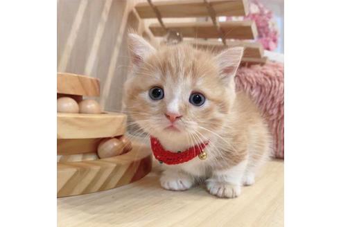 成約済の長野県のマンチカン-33471の4枚目