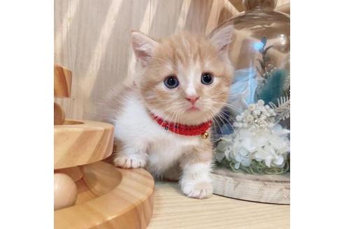 成約済の長野県のマンチカン-33471の5枚目