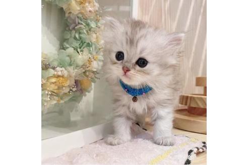 成約済の長野県のミヌエット-33472の4枚目