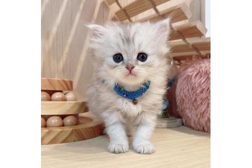 成約済の長野県のミヌエット-33472の1枚目