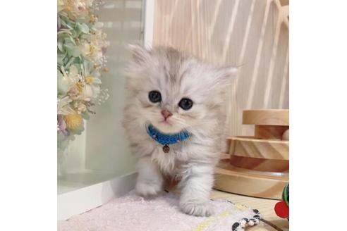 成約済の長野県のミヌエット-33472の3枚目