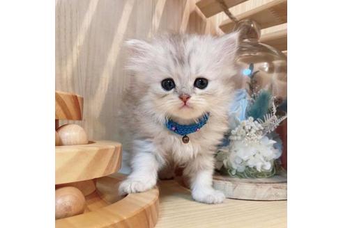 成約済の長野県のミヌエット-33472の5枚目