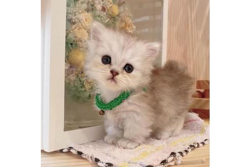 成約済の長野県のミヌエット-33473