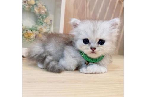 成約済の長野県のミヌエット-33473の4枚目