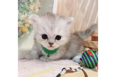 成約済の長野県のミヌエット-33473の5枚目