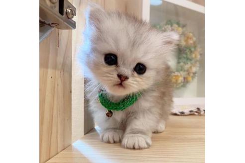 成約済の長野県のミヌエット-33473の2枚目