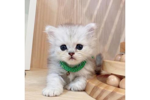 成約済の長野県のミヌエット-33473の3枚目