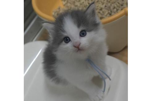 成約済の茨城県のノルウェージャンフォレストキャット-33499の6枚目