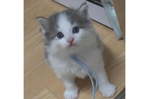 成約済の茨城県のノルウェージャンフォレストキャット-33499の8枚目