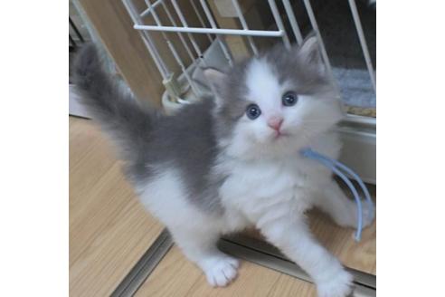 成約済の茨城県のノルウェージャンフォレストキャット-33499の4枚目