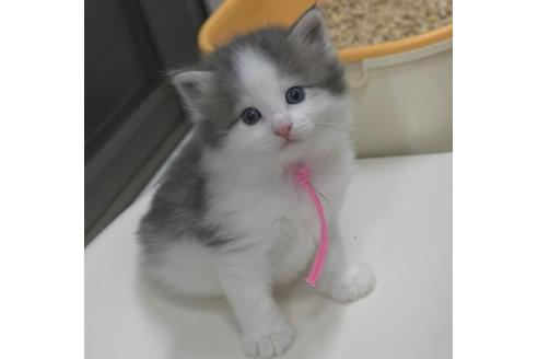 成約済の茨城県のノルウェージャンフォレストキャット-33500の3枚目