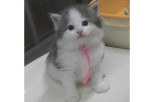 成約済の茨城県のノルウェージャンフォレストキャット-33500の4枚目