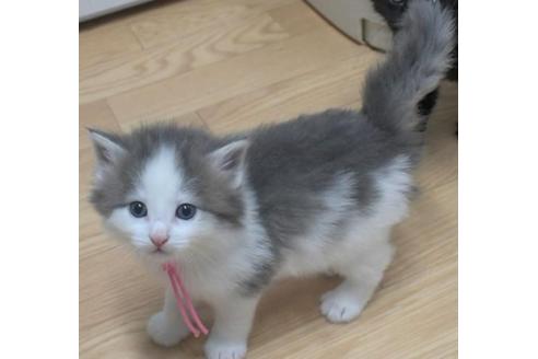 成約済の茨城県のノルウェージャンフォレストキャット-33500の5枚目