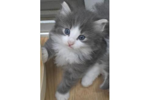 成約済の茨城県のノルウェージャンフォレストキャット-33501の4枚目