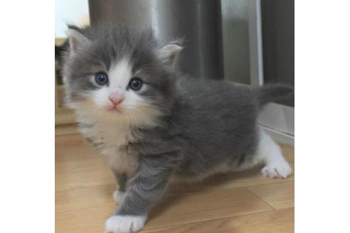 成約済の茨城県のノルウェージャンフォレストキャット-33501の1枚目