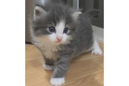 成約済の茨城県のノルウェージャンフォレストキャット-33501の2枚目