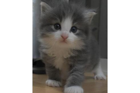 成約済の茨城県のノルウェージャンフォレストキャット-33501の3枚目