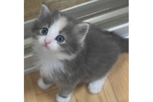 成約済の茨城県のノルウェージャンフォレストキャット-33503