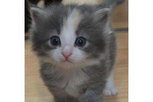 成約済の茨城県のノルウェージャンフォレストキャット-33503の2枚目