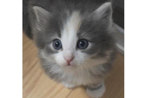 成約済の茨城県のノルウェージャンフォレストキャット-33503の3枚目